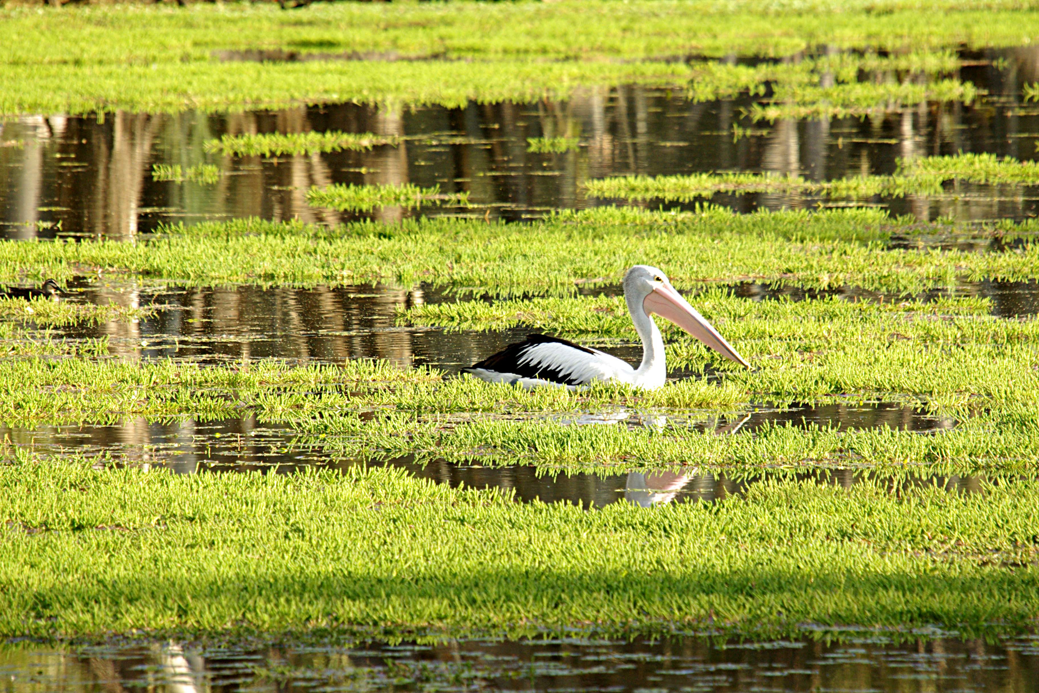 Pelican on water covered with moss