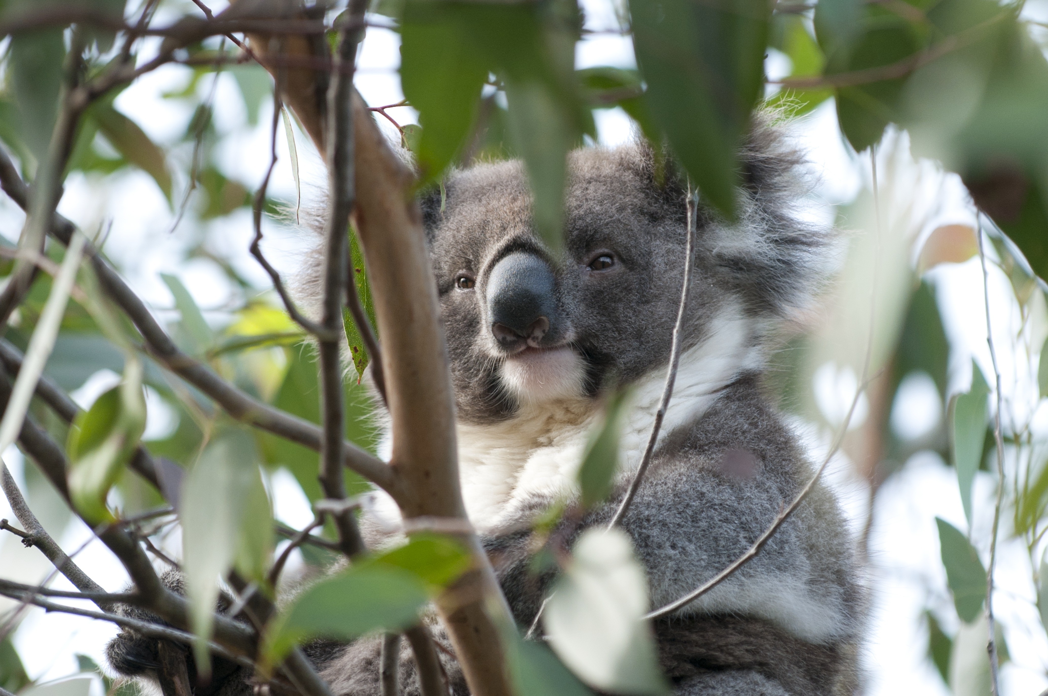 Koala sitting in a tree