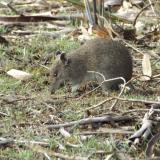 Closeup of Southern Brown Bandicoot in grassy area