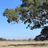 image of large tree in a paddock on a sunny day