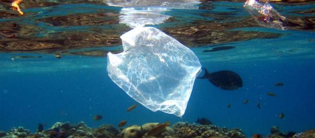 a white plastic bag floating in the ocean with fishes swimming around it